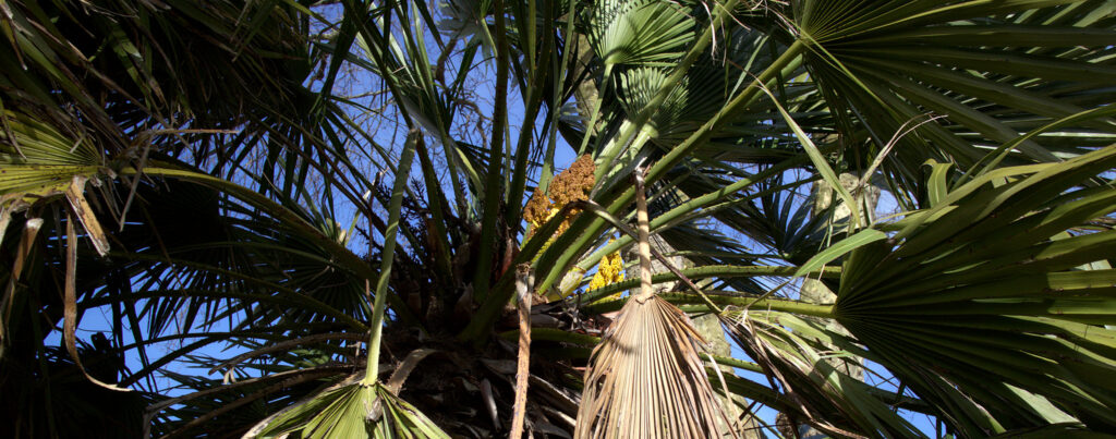 Foto: Torquay Palms. Flickr: https://flic.kr/p/FdYBRh