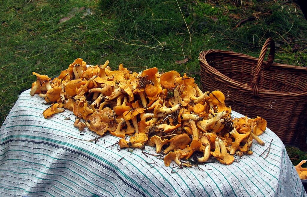 chanterelles 1303825 1280 | foto fra dragørnews.dk