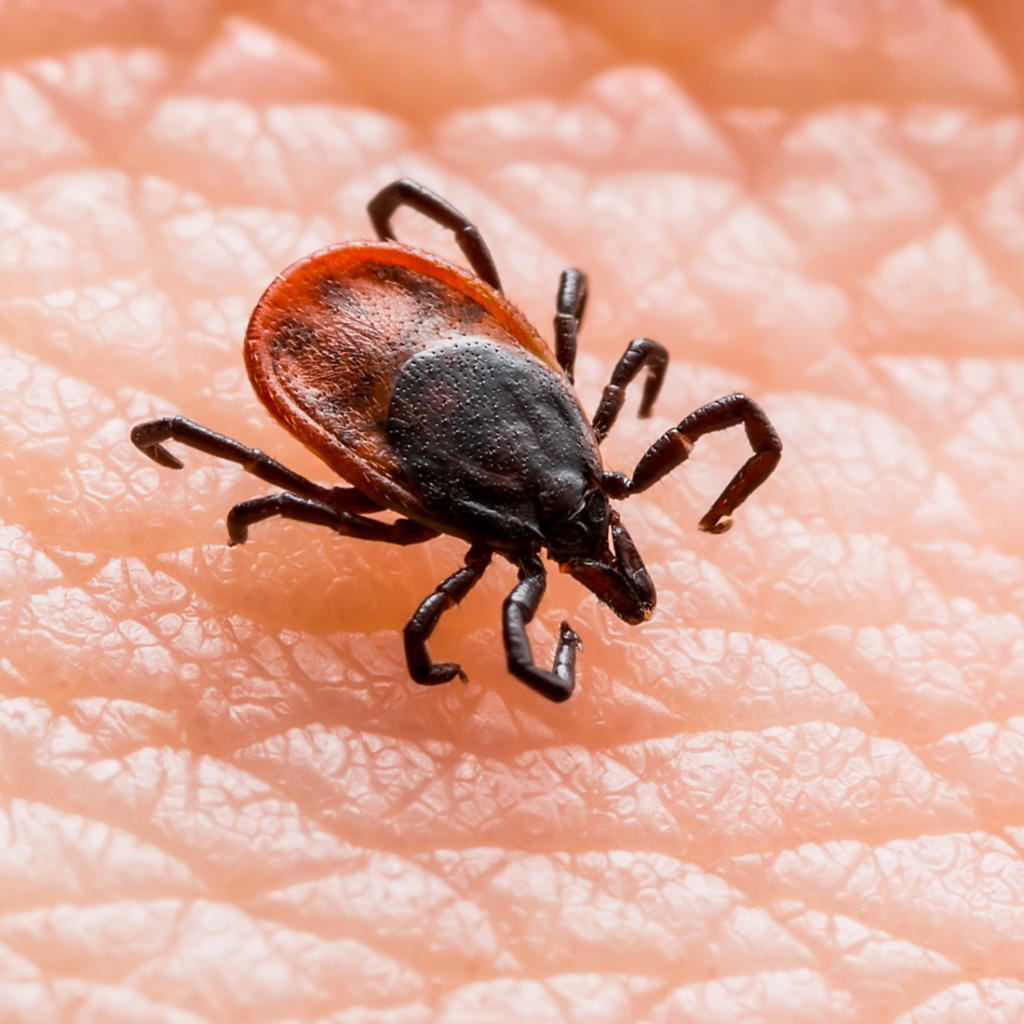 Skovflåten (Ixodes ricinus)