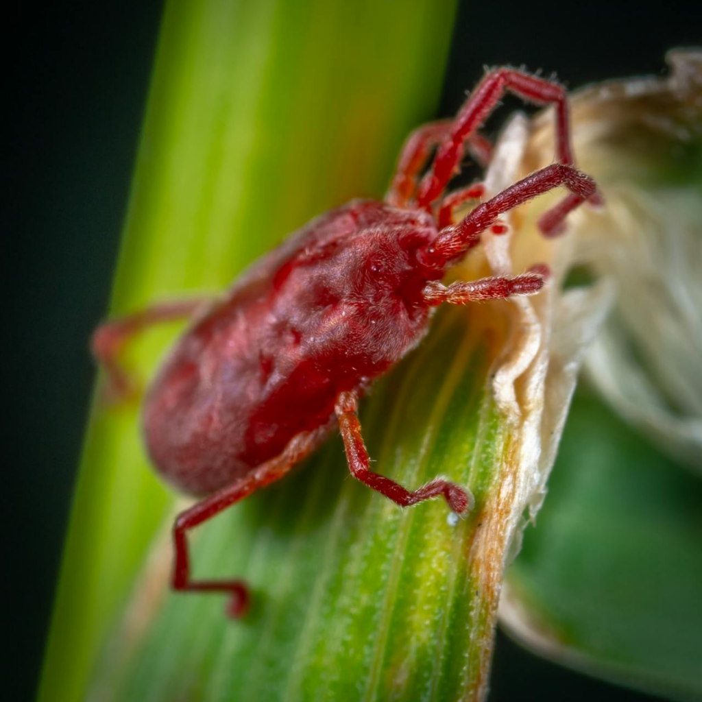 Rød Jordmide (Trombidium holosericeum)